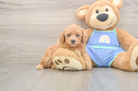 Best Poodle Baby