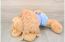 Poodle Puppy for Adoption