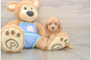 Fluffy Toy Poodle Purebred Puppy