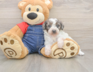 8 week old Poodle Puppy For Sale - Seaside Pups