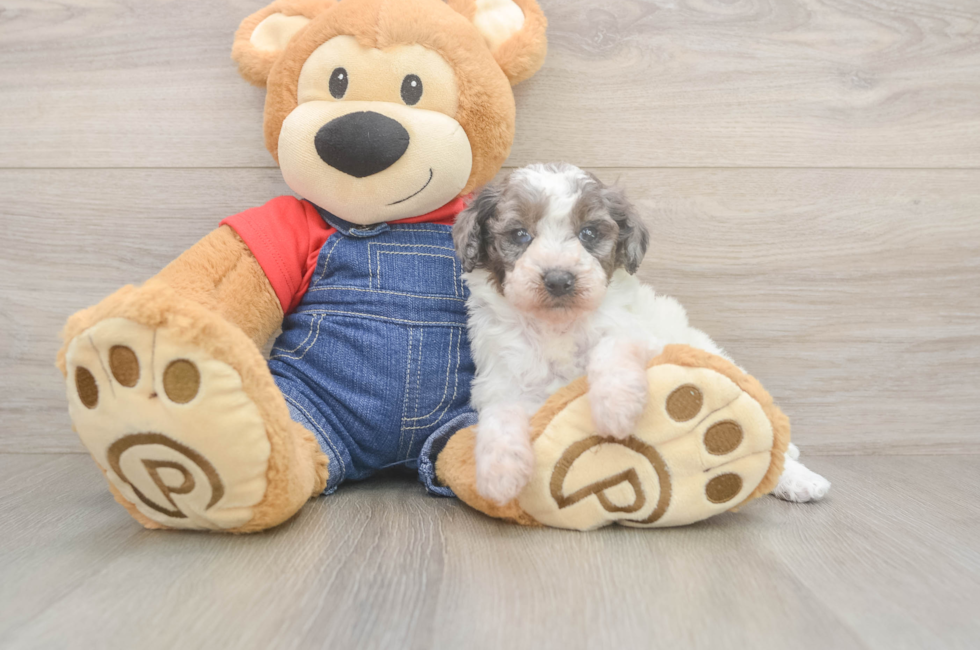 6 week old Poodle Puppy For Sale - Seaside Pups