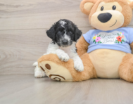 6 week old Poodle Puppy For Sale - Seaside Pups