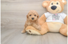 Fluffy Caniche Purebred Puppy