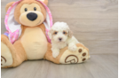 Poodle Pup Being Cute