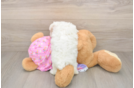 Small Poodle Baby