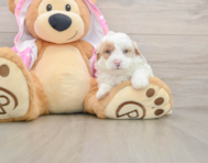 7 week old Poodle Puppy For Sale - Seaside Pups