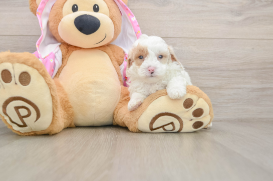 Hypoallergenic Poodle Baby