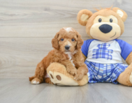 7 week old Poodle Puppy For Sale - Seaside Pups