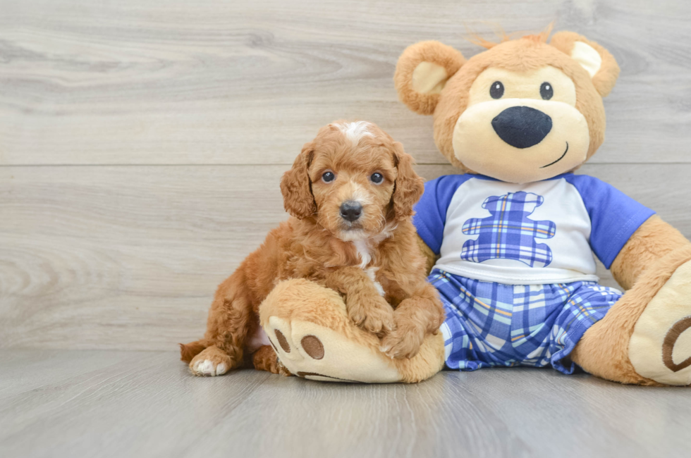 5 week old Poodle Puppy For Sale - Seaside Pups