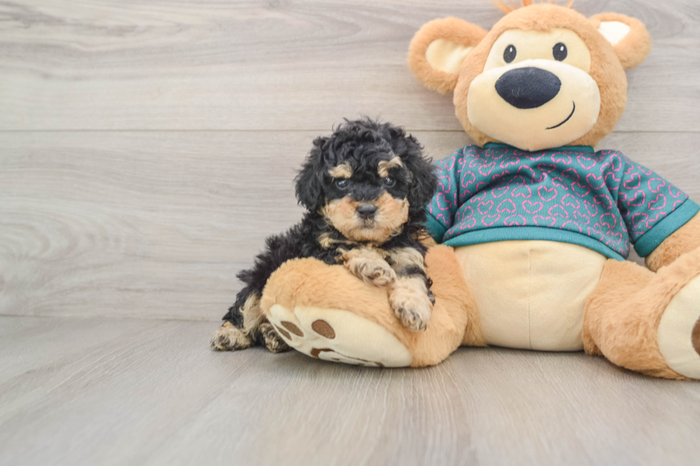 Poodle Pup Being Cute