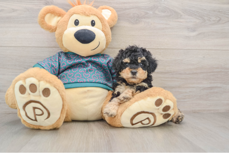 Akc Registered Poodle Baby