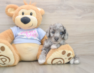 5 week old Poodle Puppy For Sale - Seaside Pups