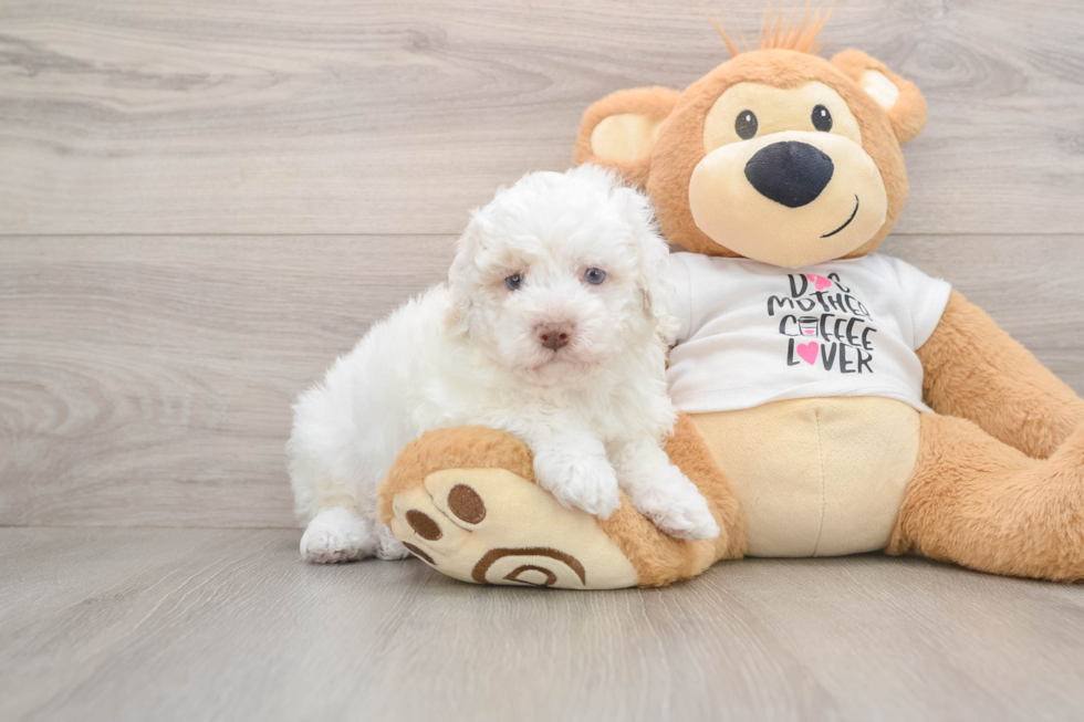 Popular Poodle Baby
