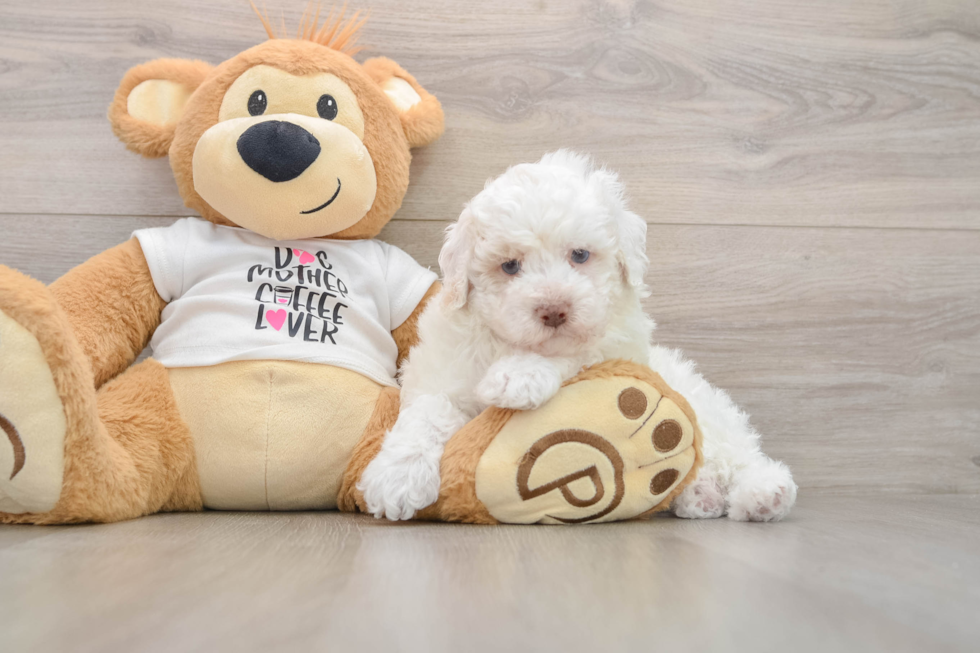 Best Poodle Baby