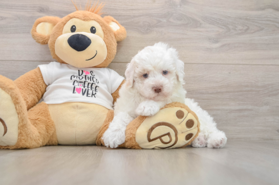 Best Poodle Baby