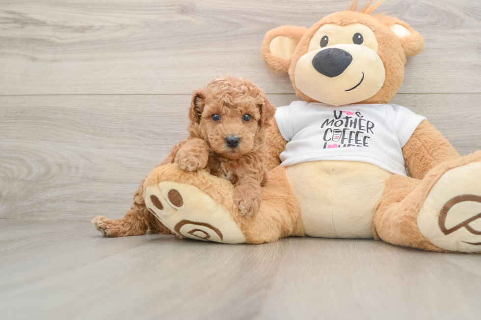Friendly Poodle Purebred Pup