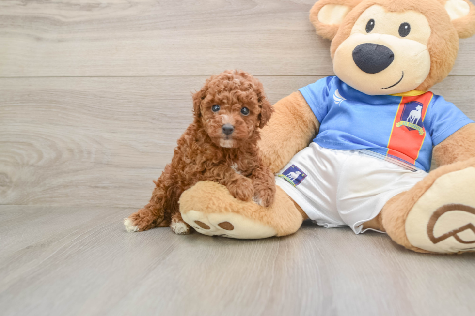 Hypoallergenic Poodle Baby