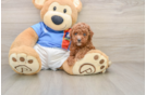 Poodle Puppy for Adoption
