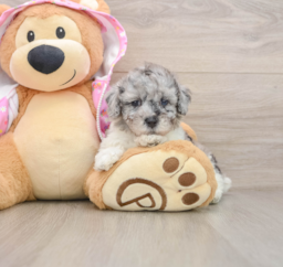 6 week old Poodle Puppy For Sale - Seaside Pups
