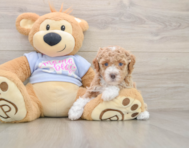 5 week old Poodle Puppy For Sale - Seaside Pups