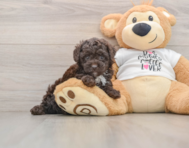 7 week old Poodle Puppy For Sale - Seaside Pups