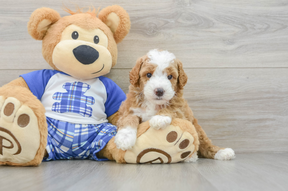5 week old Poodle Puppy For Sale - Seaside Pups