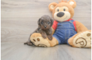 Smart Pooodle Purebred Puppy