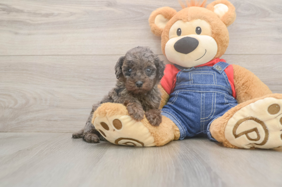 6 week old Poodle Puppy For Sale - Seaside Pups