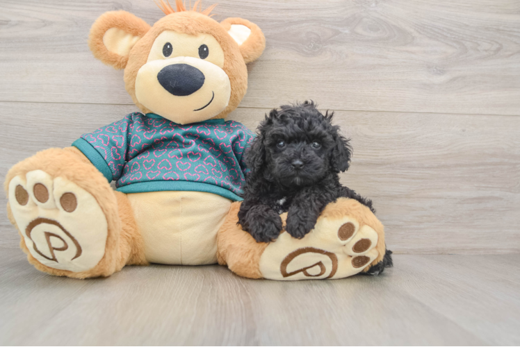 Energetic Toy Poodle Purebred Puppy