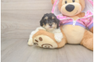 Poodle Pup Being Cute