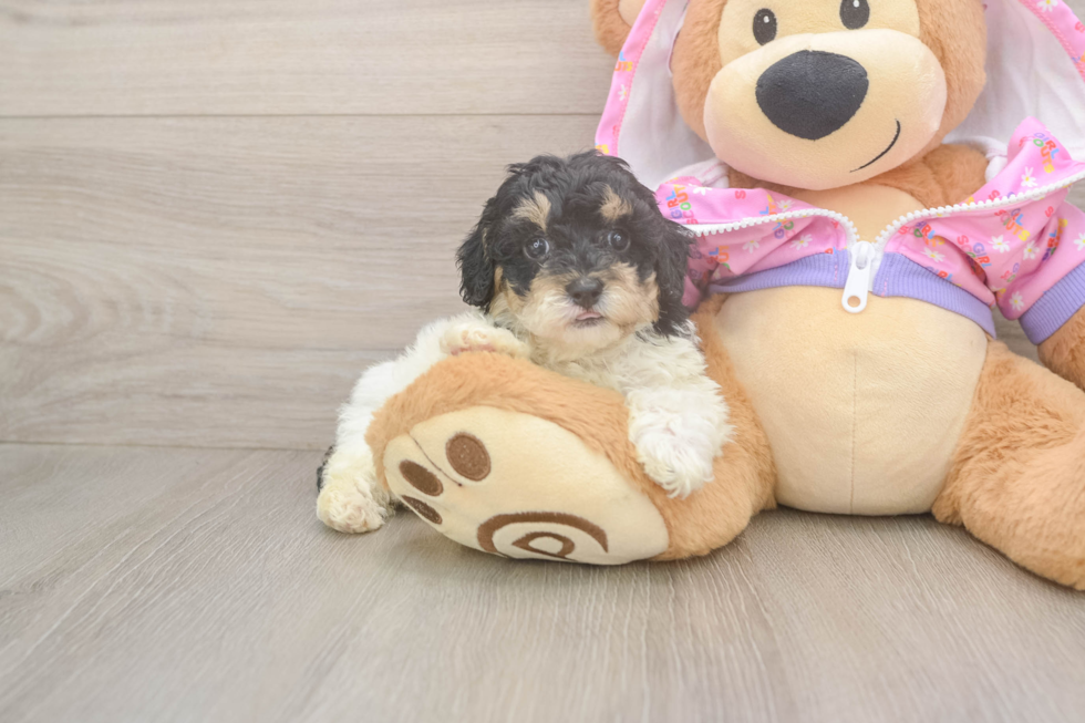 Poodle Pup Being Cute