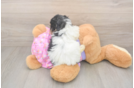Friendly Poodle Baby