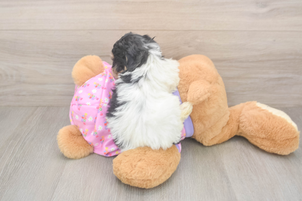 Friendly Poodle Baby