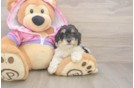 Funny Poodle Purebred Pup