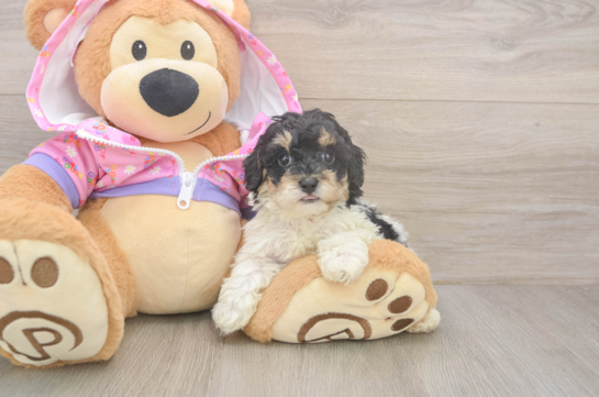 Funny Poodle Purebred Pup