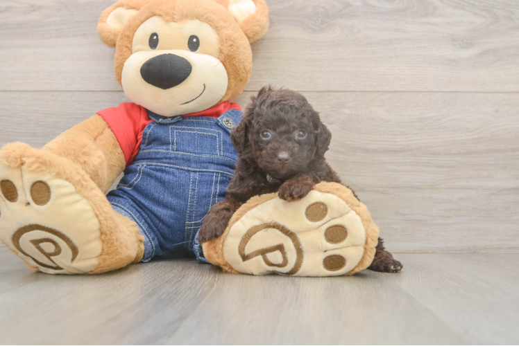 Poodle Pup Being Cute