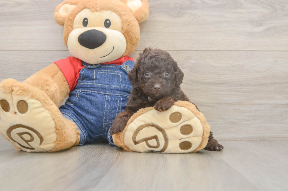 6 week old Poodle Puppy For Sale - Seaside Pups