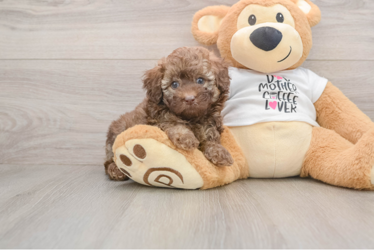 Smart Toy Poodle Purebred Puppy