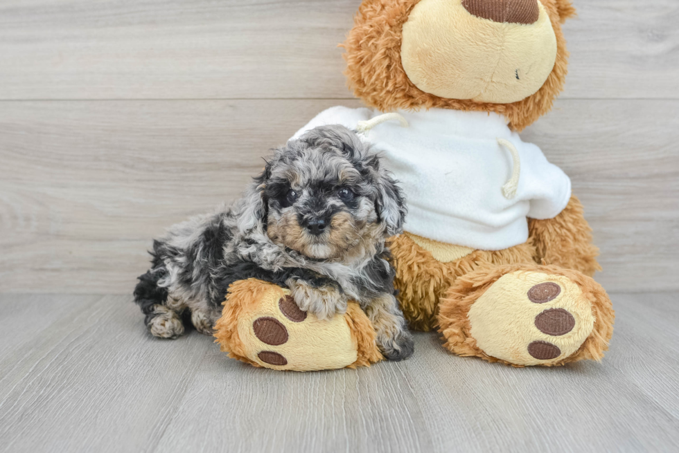 Energetic Pudle Purebred Puppy