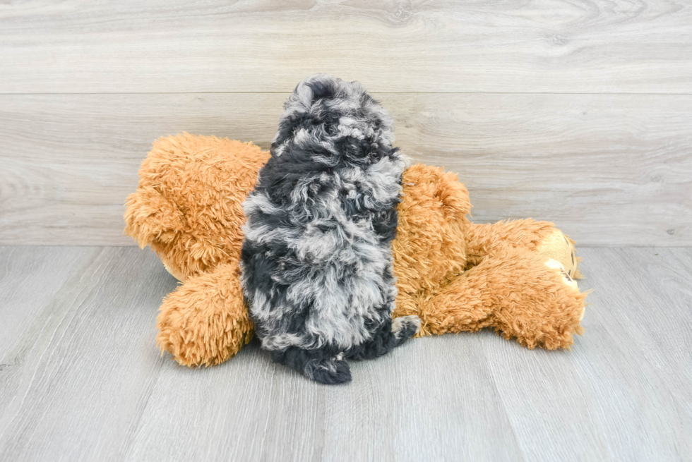 Small Poodle Purebred Pup