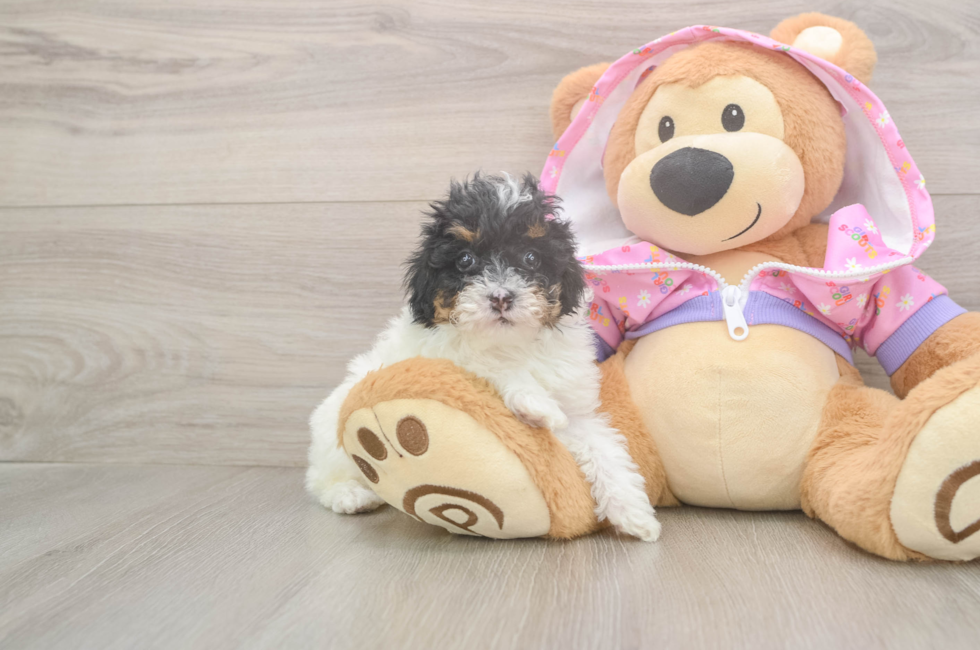 5 week old Poodle Puppy For Sale - Seaside Pups