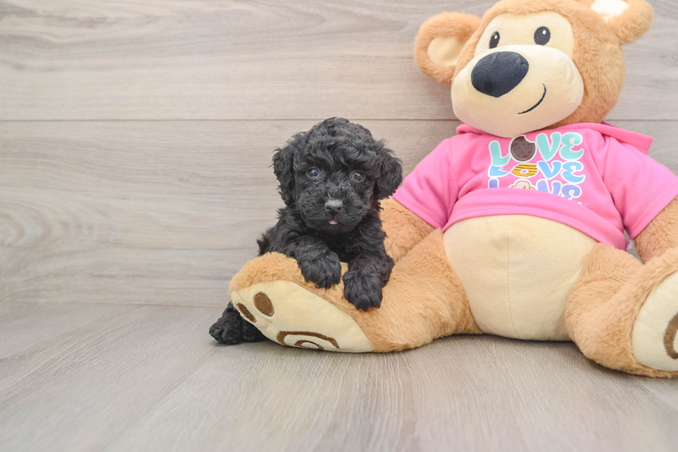 Poodle Puppy for Adoption