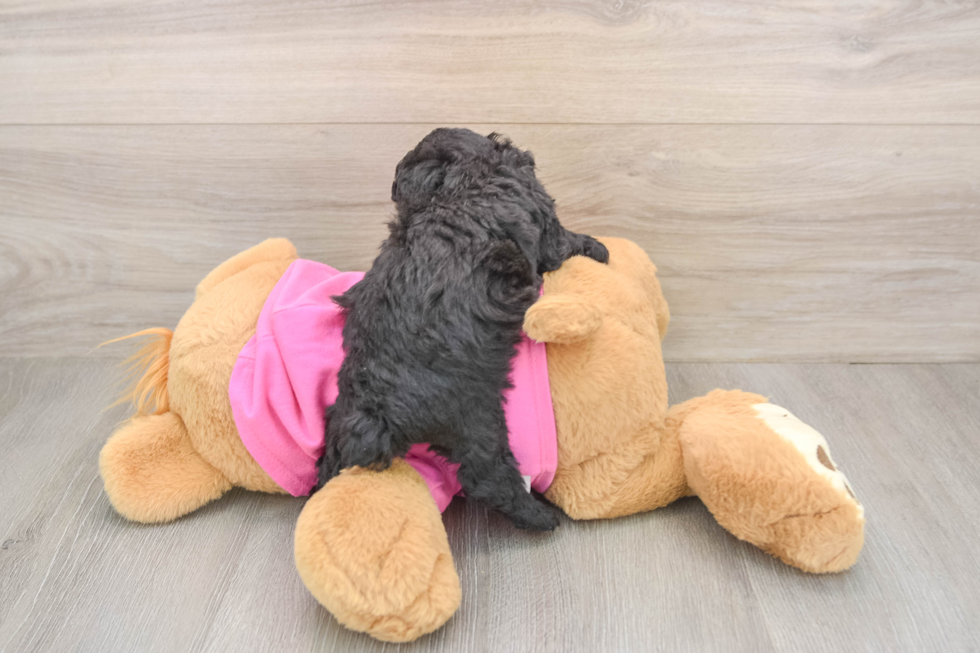 Poodle Pup Being Cute