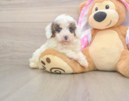 8 week old Poodle Puppy For Sale - Seaside Pups
