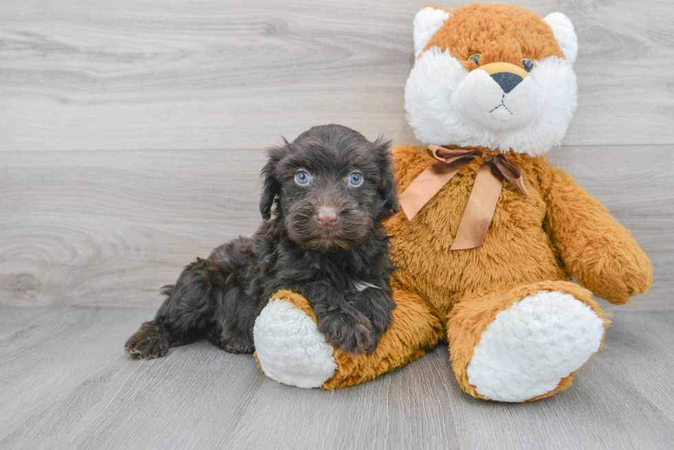 Best Portuguese Water Dog Baby