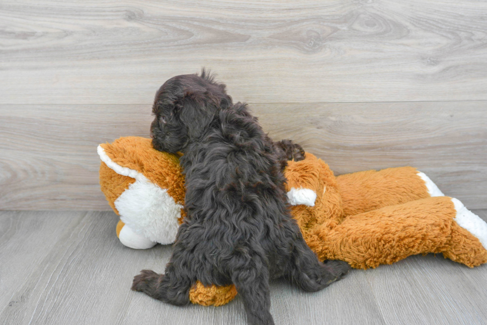 Adorable Portuguese Water Dog Purebred Puppy