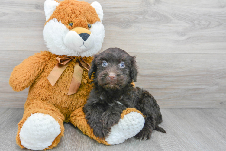 Portuguese Water Dog Pup Being Cute