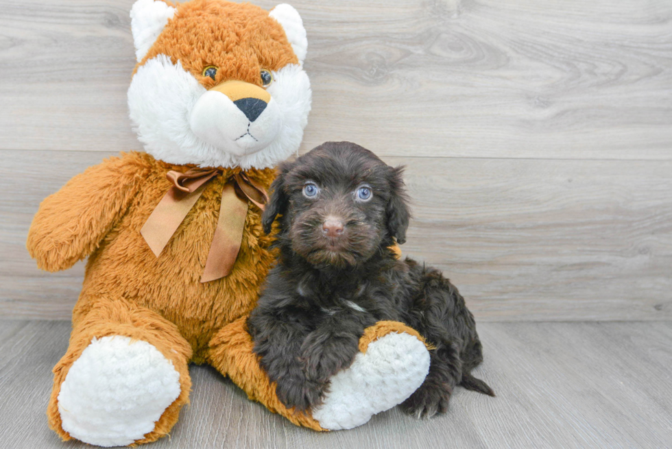 Portuguese Water Dog Pup Being Cute