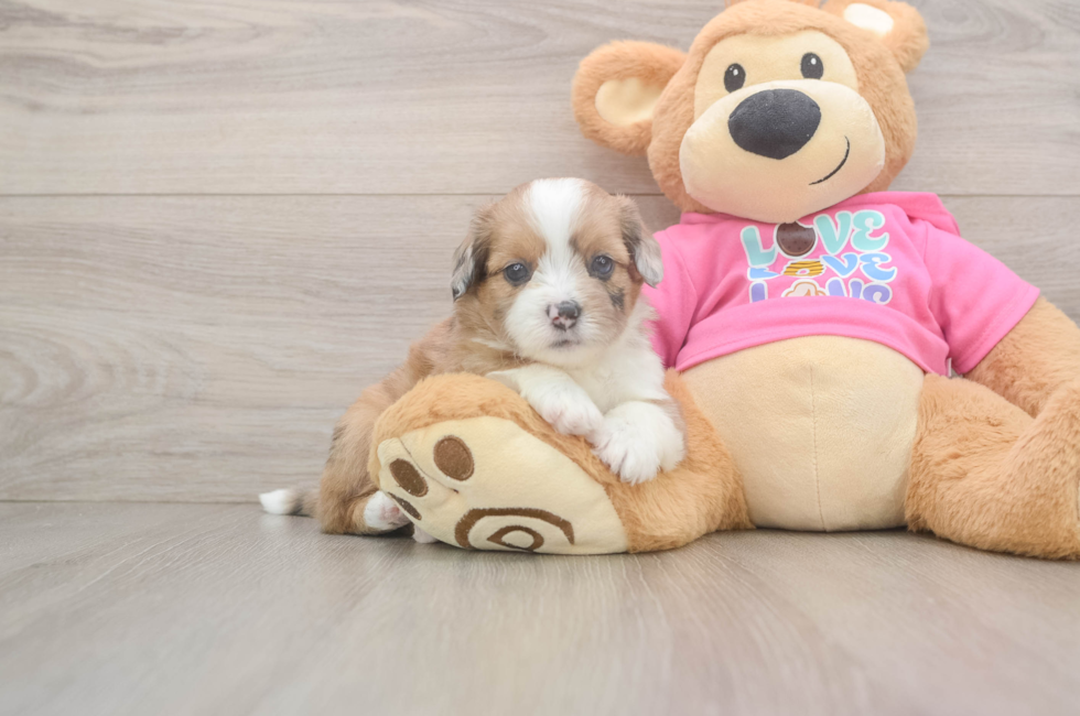 5 week old Saussie Puppy For Sale - Seaside Pups