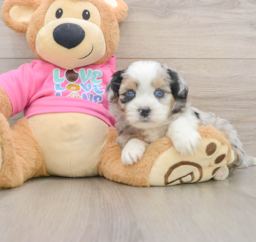 5 week old Saussie Puppy For Sale - Seaside Pups